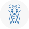 South Croydon Wasp Nest Removal
